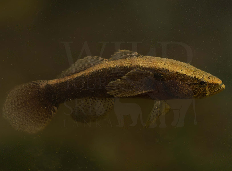 Bunaka gyrinoides (Greenback gauvina)