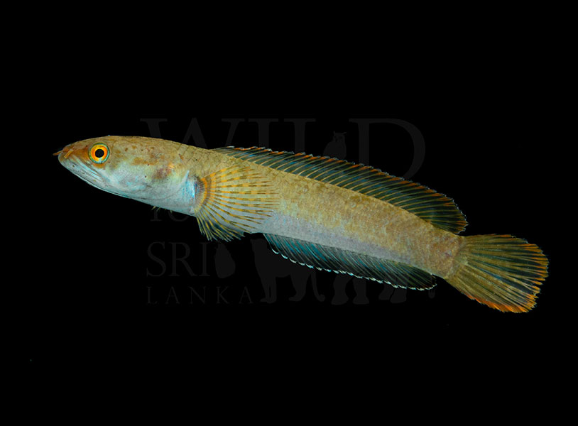 Channa orientalis (Ceylon snakehead)