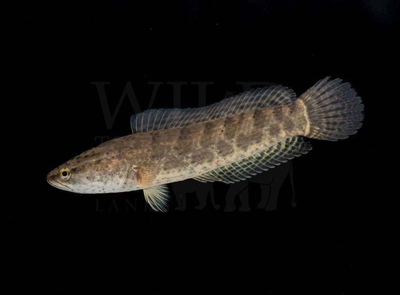 Channa punctata (Spotted snakehead)