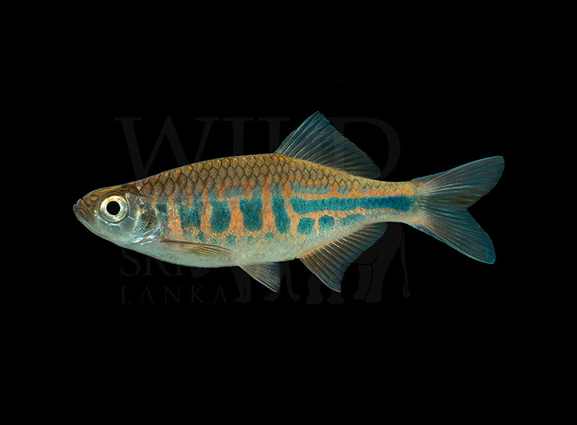 Devario pathirana (Sri lanka barred danio)