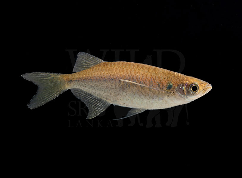 Laubuka varuna (Sri Lanka varuna baubuca)
