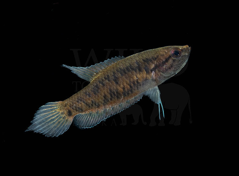 Malpulutta kretseri (Ornate paradisefish)