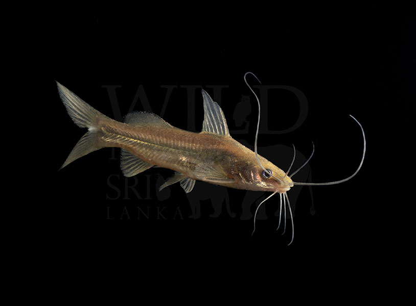 Mystus zeylanicus (Sri Lanka bagrid catfish)