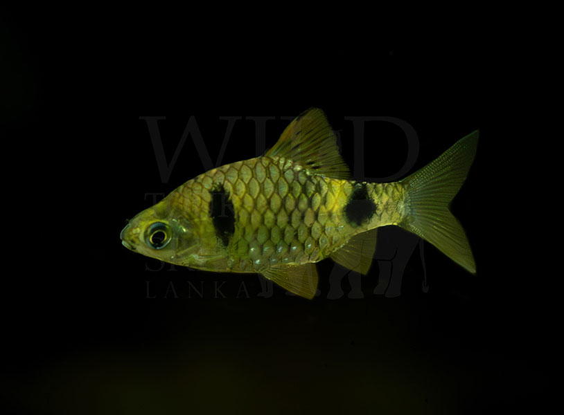 Pethia cumingii (Cuming's barb)