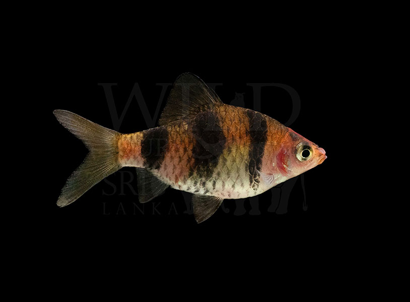 Pethia nigrofasciata (Black ruby barb)