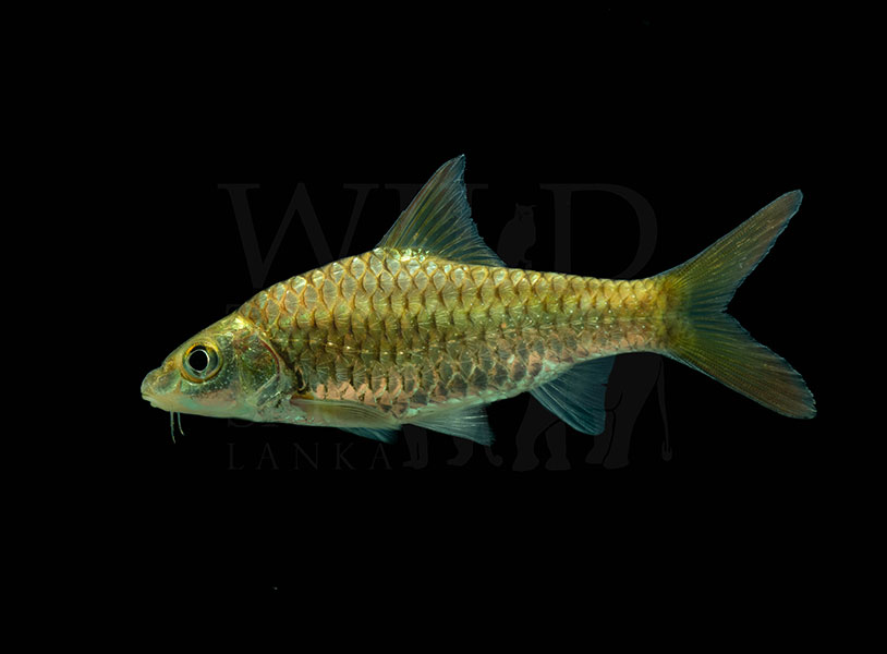 Puntius dorsalis (Long-snouted barb)