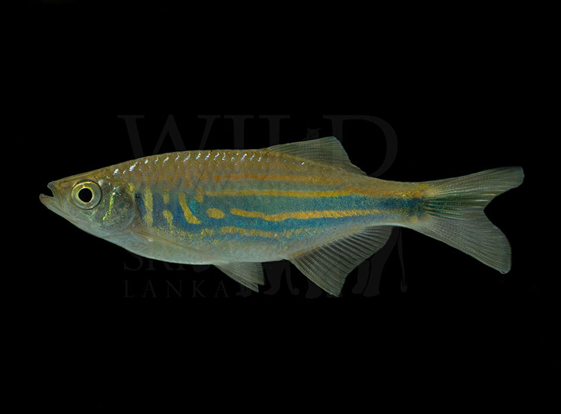 Rasbora dandia (Stripe rasbora)