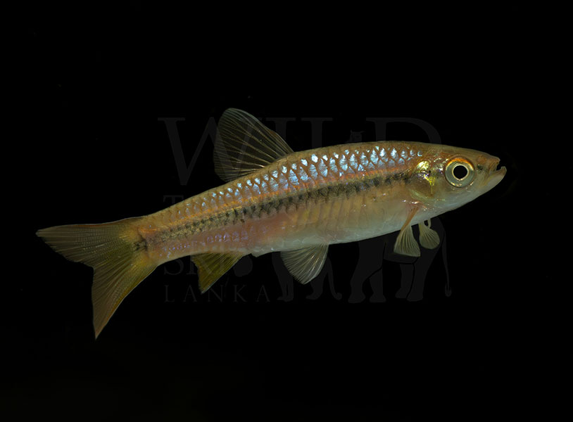 Rasbora wilpita (Wilpita rasbora)