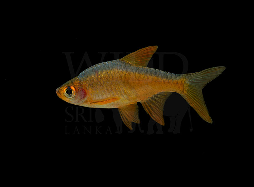 Rasboroides pallidus (Pallid rasbora)