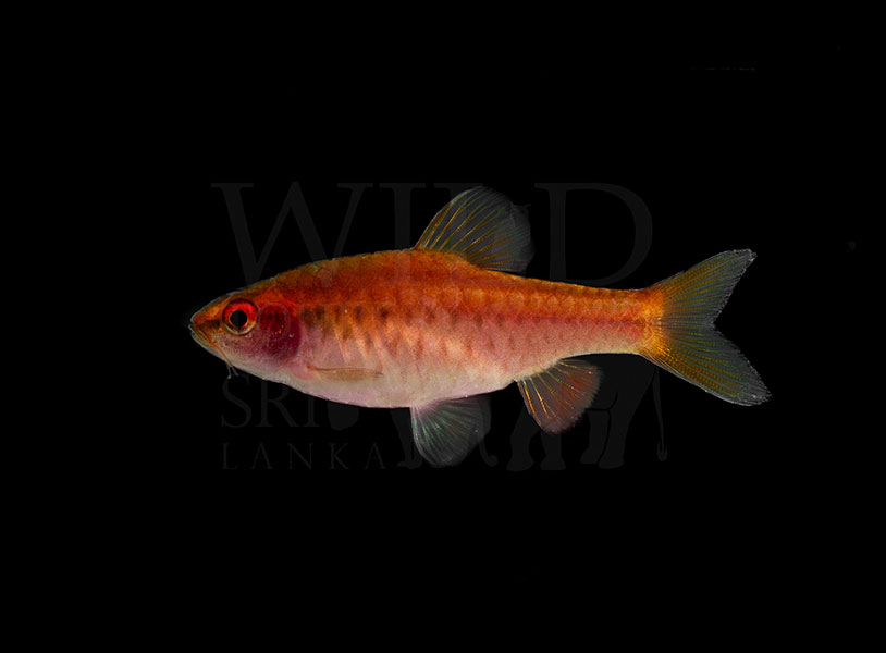 Rohanella titteya (cherry barb)