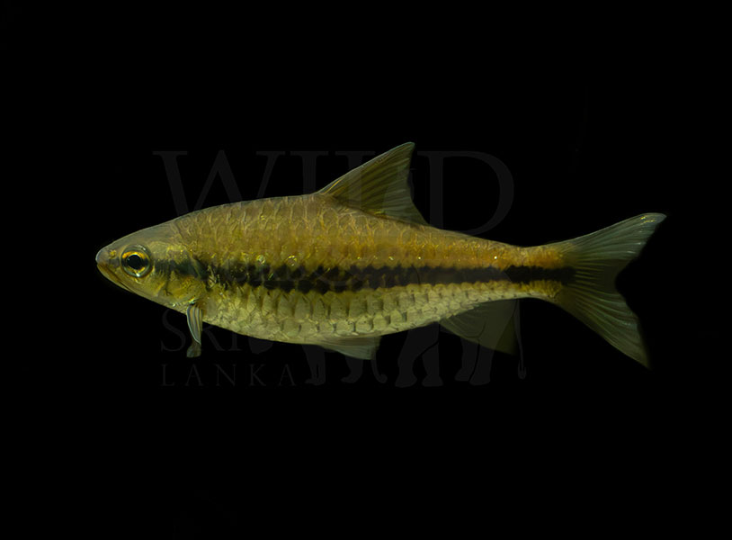Systomus pleurotaenia (Sri Lanka Black-Lined barb)